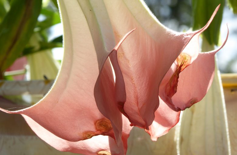 Close-up of trumpet flower