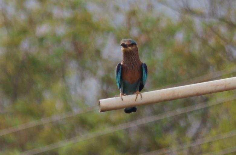 The Indian Roller