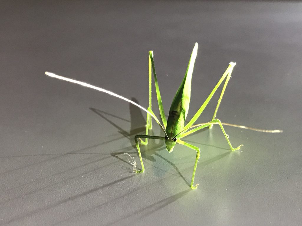 Photography, grasshopper