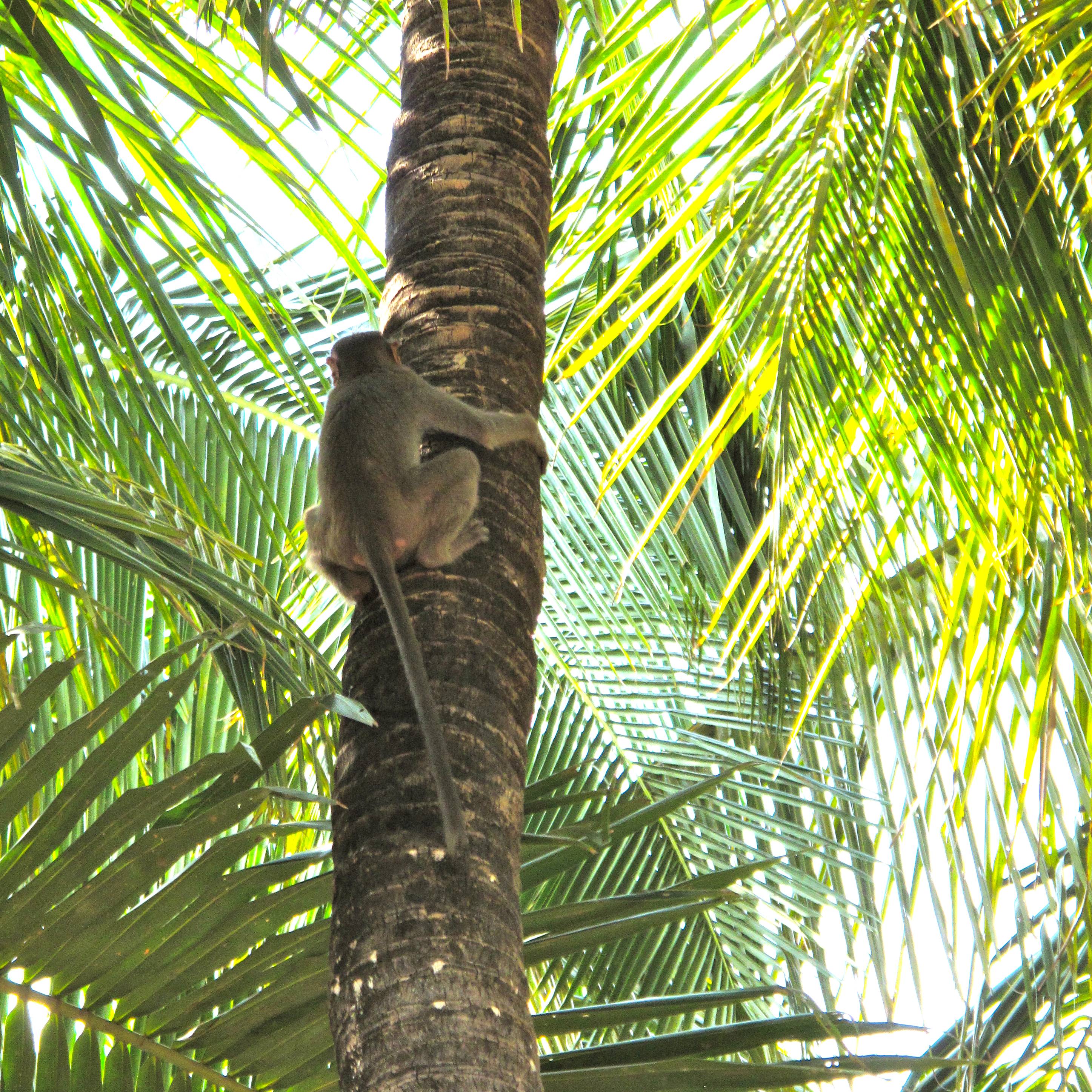 Monkeys in Coconut Palms