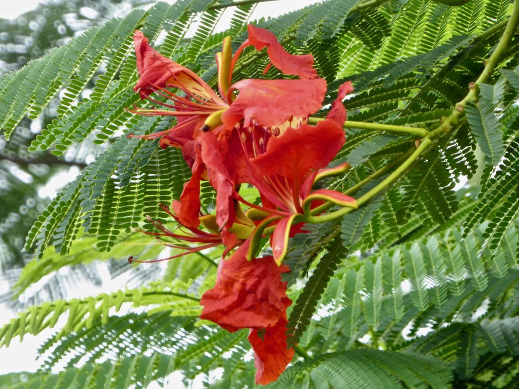 Red flower in tree