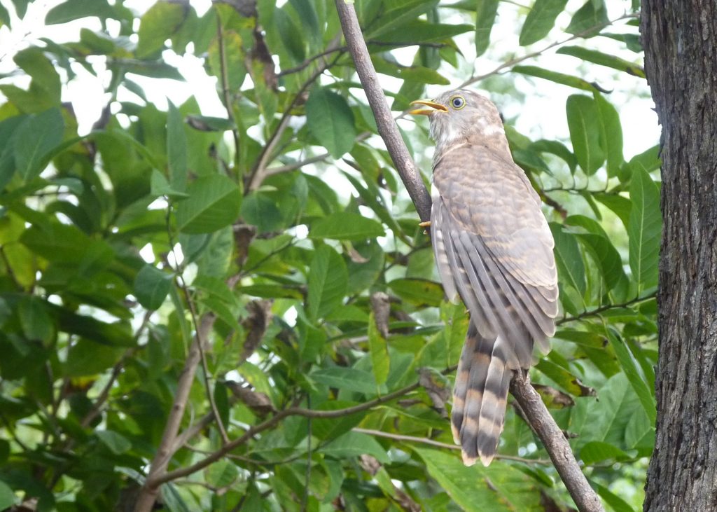 Common Hawk Cuckoo – Cardamom House